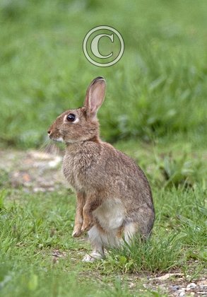 Rabbit DM0599